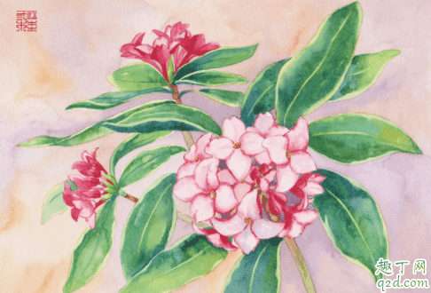 金邊瑞香不長葉子怎么辦 金邊瑞香有花苞什么時候開花1