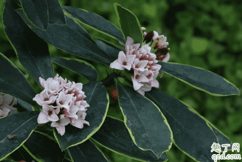 瑞香換盆后老掉花是怎么回事 瑞香換盆掉花怎么補救3