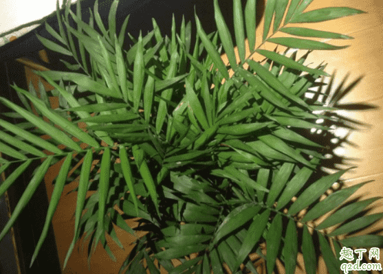 散尾竹和散尾葵是一種植物嗎 種散尾葵一般用什么土1