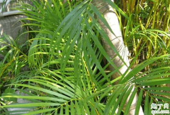 散尾竹和散尾葵是一種植物嗎 種散尾葵一般用什么土2