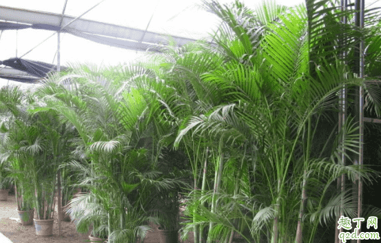 散尾竹和散尾葵是一種植物嗎 種散尾葵一般用什么土3