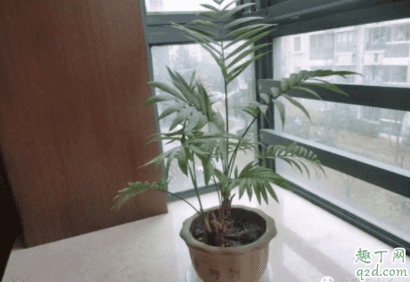 散尾葵上面有白點是有蟲子了嗎 散尾葵根部發黑怎么辦1