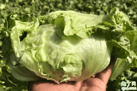 健身期間葉子蔬菜可以減肥嗎 人是不是一定要吃葉子菜2