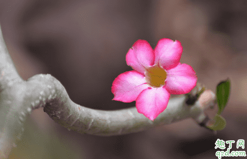  沙漠玫瑰花苞變干是為什么 沙漠玫瑰怎樣預防花苞變干1