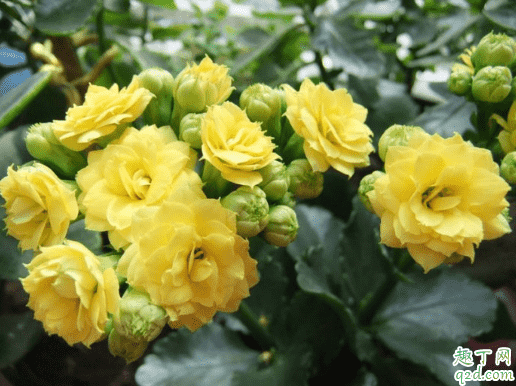 長壽花花期能換盆嗎 長壽花在花期時怎樣移盆3
