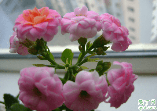 長壽花花期能換盆嗎 長壽花在花期時怎樣移盆2