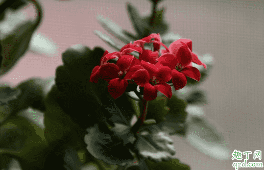 淘米水可以澆長壽花嗎 新買的長壽花怎么澆水好1