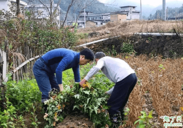 無公害的紅薯怎么種 種紅薯需要翻藤還是提藤好4