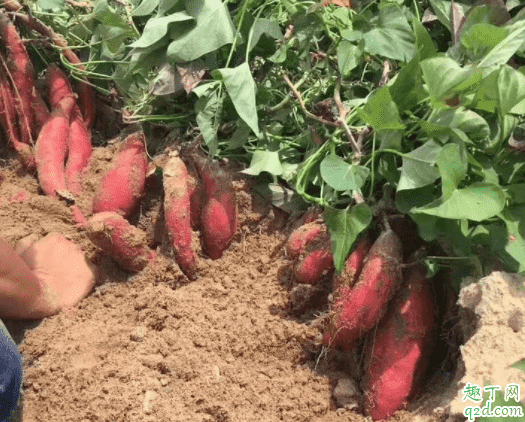 種紅薯要澆水嗎 種紅薯什么時候起埂好1