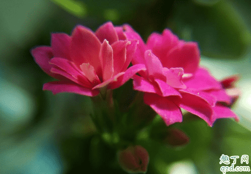 長壽花好養活嗎 長壽花怎樣養花開的旺盛2