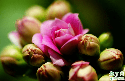 長壽花好養活嗎 長壽花怎樣養花開的旺盛3