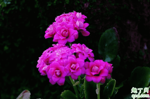 長壽花好養活嗎 長壽花怎樣養花開的旺盛1