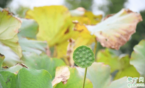 蓮蓬什么季節吃的 蓮蓬一次吃多少合適2