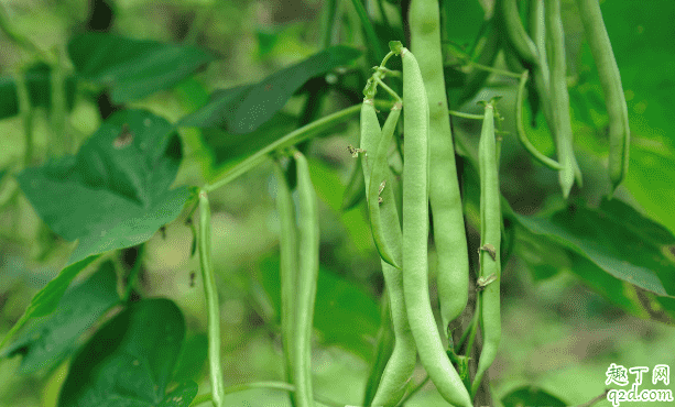 四季豆能不能吃 烹飪四季豆時需注意的事項都有啥2
