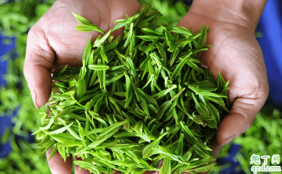 茶葉帶梗好不好 茶葉口感的好壞該怎么辨別1