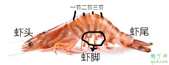 蝦頭可以吃嗎 吃蝦頭好不好4