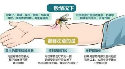 被毒蚊子咬了怎么辦？蚊子咬了怎么消腫止癢