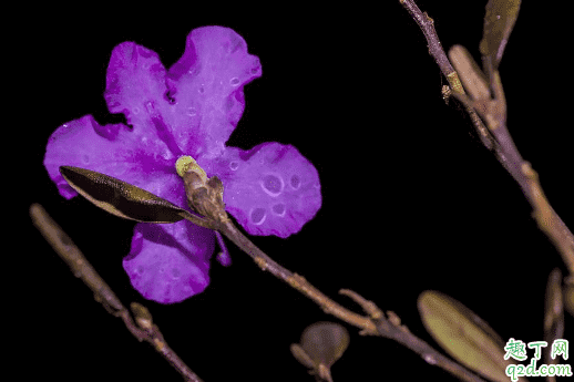 干枝杜鵑容易養嗎 干杜鵑花泡幾天會開花1