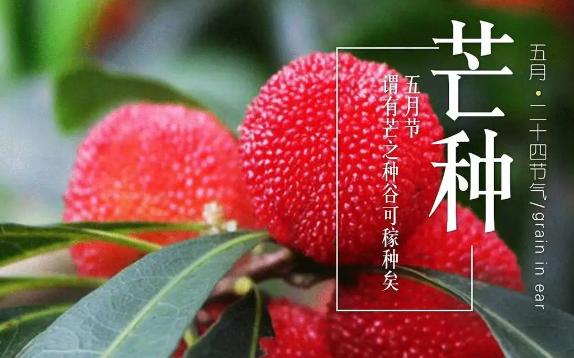 芒種吃什么水果健康？芒種后雨水多嗎