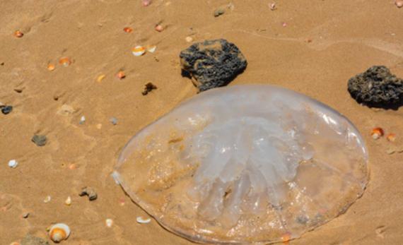 海灘上白色水母有毒嗎？水母有毒為什么海蜇能吃