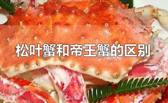松葉蟹和帝王蟹的區別是什么？帝王蟹蒸多久