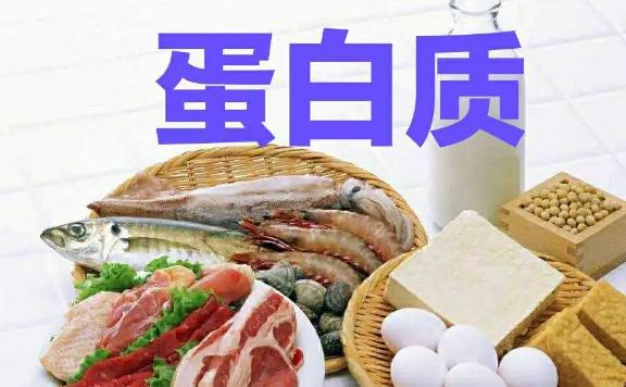 蛋白質占人體的百分之幾？蛋白質是什么