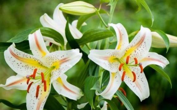 百合花一年有幾個花期？百合花秋天怎么養