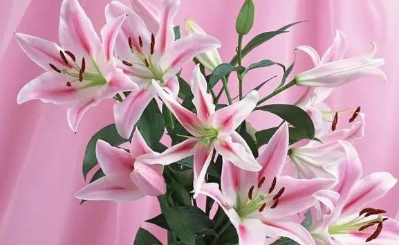 百合花有多少種類及顏色？百合花為什么要在夏天開