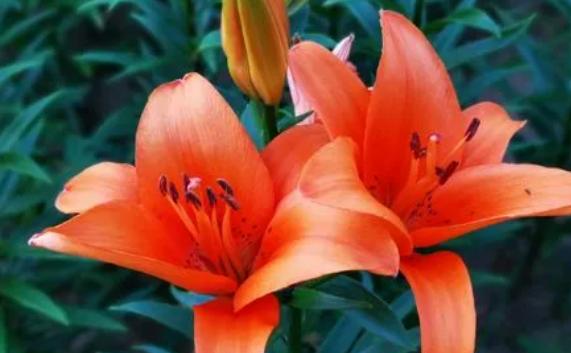 百合花的傳說是什么？百合花開花的形狀是什么樣的