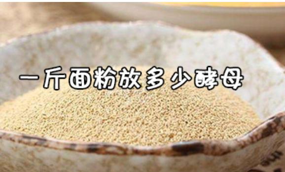 500G面粉與酵母比例是怎么樣的？上面酵母是什么東西