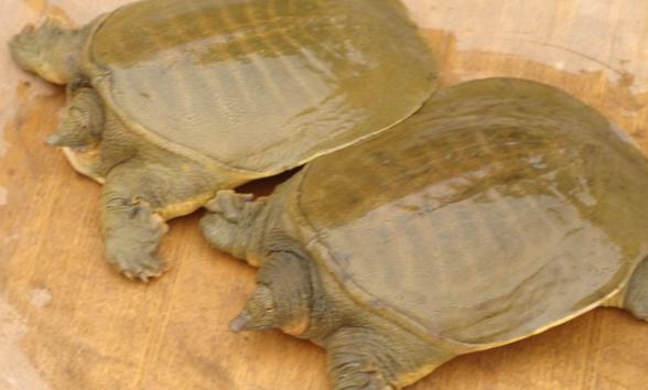 團魚和甲魚一樣嗎？甲魚營養