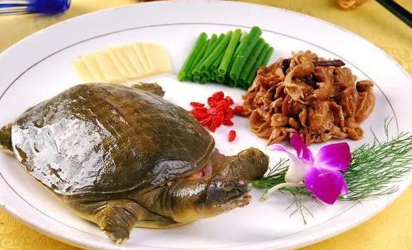 甲魚吃什么食物？甲魚是王八還是鱉