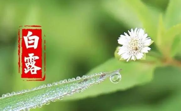 白露節氣的含義是什么？白露要吃什么
