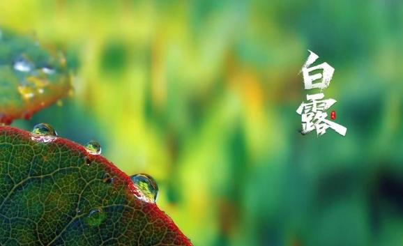 白露有什么特征？白露節氣的氣象變化