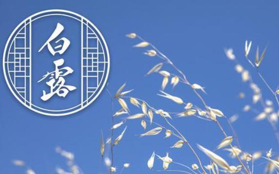 白露有什么象征意義？白露為什么要喝白露茶