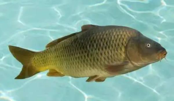 黃河鯉魚主要吃什么(鯉魚食性雜，吃食粗，凡能吃的都吃)