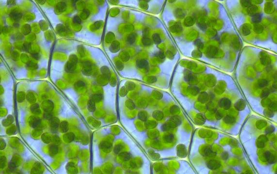 葉綠素分子的生物合成有何特點？花青素和葉綠素的區別