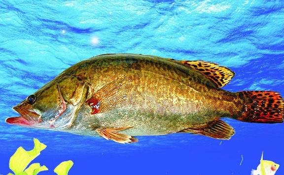 桂花魚是海魚還是淡水魚？桂魚和桂花魚一樣嗎