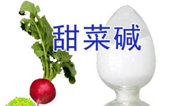 甜菜堿是什么東西？甜菜堿有什么作用