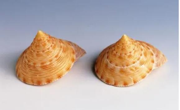 貝殼是生物嗎？河里的貝殼叫什么